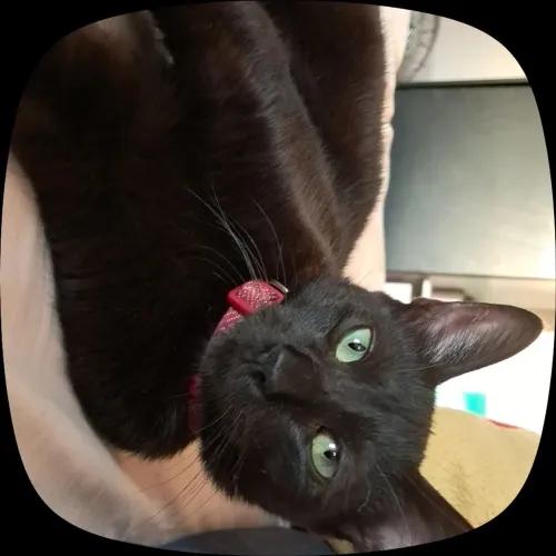 DOAÇÃO GATO MACHO - EU ENTREGO!