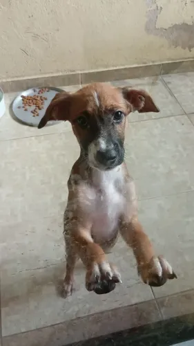 Cachorro pra doação