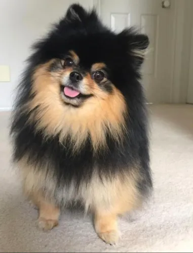 Lulu da Pomerânia macho