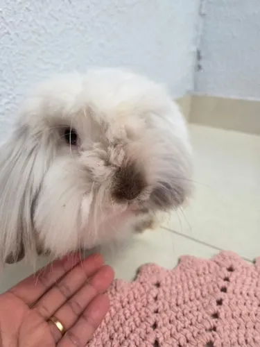Mini lop