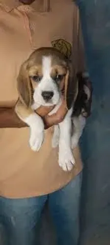 Beagle "Meu nariz faz check-in antes das minhas patas."