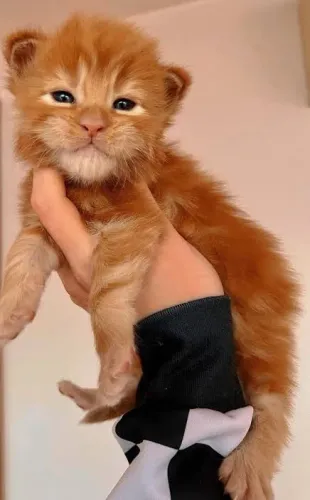 Maine coon Red gato gigante 