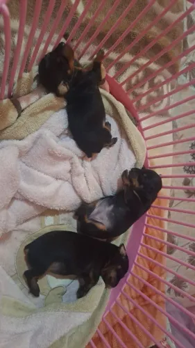 Vendo lindas fêmea de pincher o disponível interessado me chama