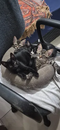 Doação de Gatos 
