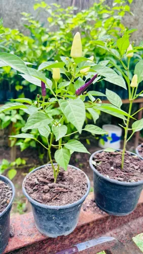 Pimentas