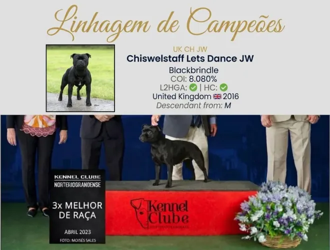 Filhotes de Staffordshire Bull Terrier - Linhagem Importada de Campeões (Chiswelstaff)
