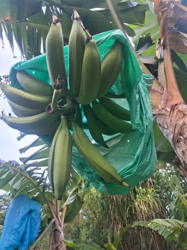Mudas de banana BRS terra anã