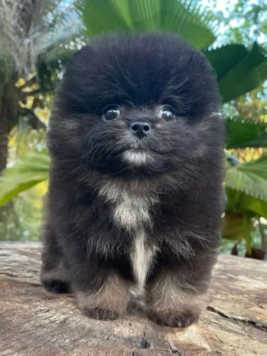 Lulu da Pomerania | Spitz alemão MACHO
