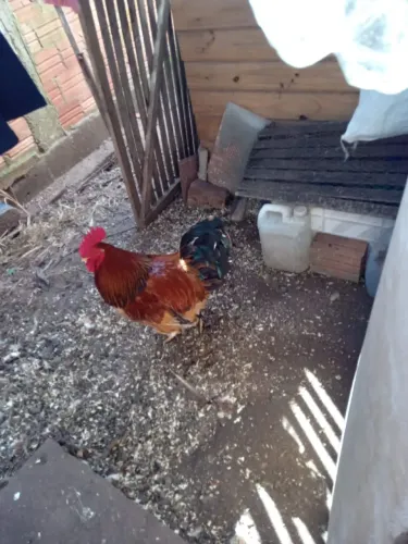 Vendo Galo vermelho