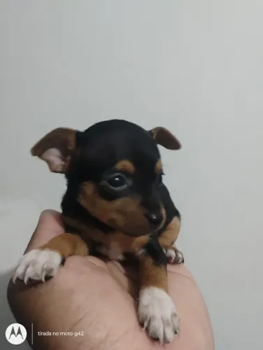 Filhote pinscher miniatura fêmea preta canela 