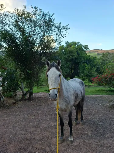 Cavalo comum a venda
