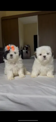 Shih tzu fêmea mini 100% legítima 