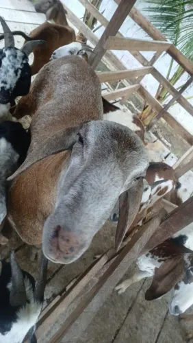 Vendas de Cabra de Leite, Bodes, Ovelhas e Carneiros s 