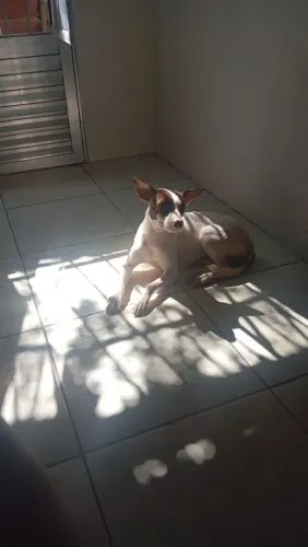 Doa-se cachorra
