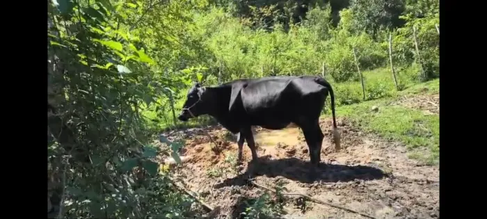 Vaca mestiça de holandesa, prenha .