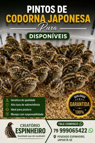 Pintos de codorna japônica pura!