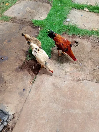 Galinhas