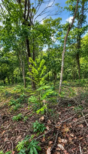 Terreno em Guaramiranga