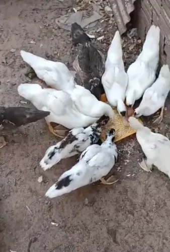 Vendo 11 patos