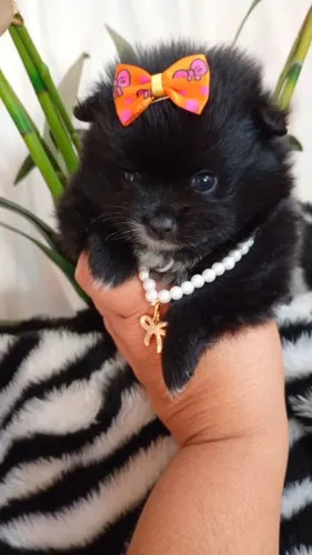Fêmea e macho de spitz
