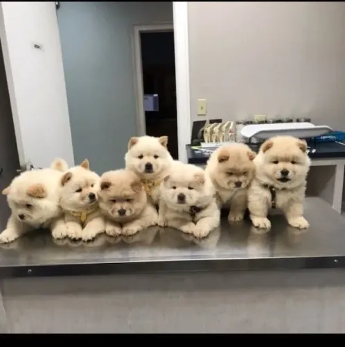 Chow Chow Um dog que deixa qualquer momento mais bonito
