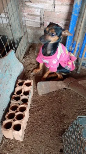Pincher com fox