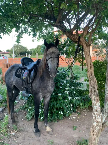 CAVALO MANGALARGA MACHADOR DE 4 ANOS