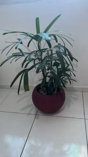 Vaso de Planta com Palmeira-Ráfia