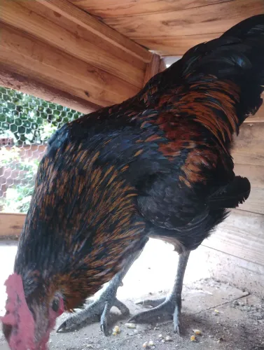 Vendo um frango gigante negro