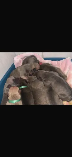Doação de filhotes de pitbull