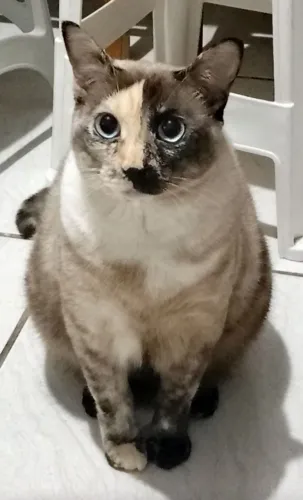 Doa-se gatinha