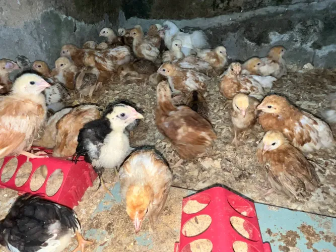Pintinhos de Várias Raças