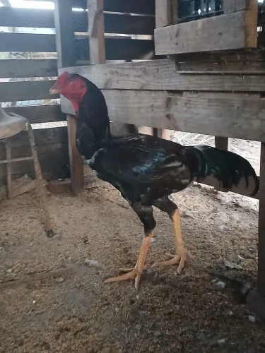 Galo