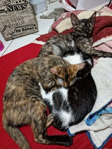 Doa-se Gatas