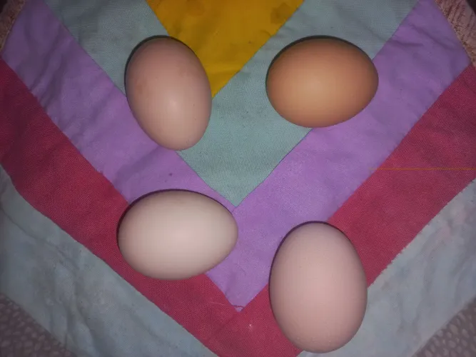 OVOS CAIPIRA