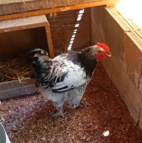 Galos e galinhas Brahma, ovos Galados da raça polonesa