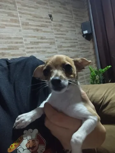 Vendo Pinscher 1