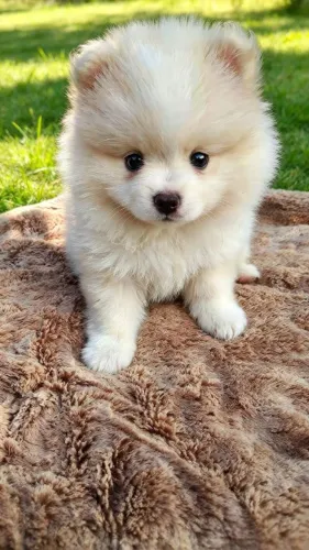 Spitz Alemão