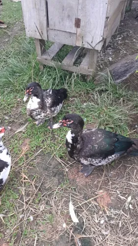 Vendo Patos 