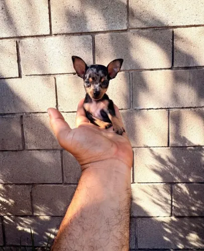 Pinscher com vacina 70 dias