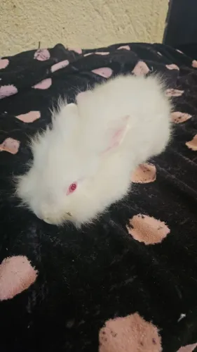 Lyon machinho