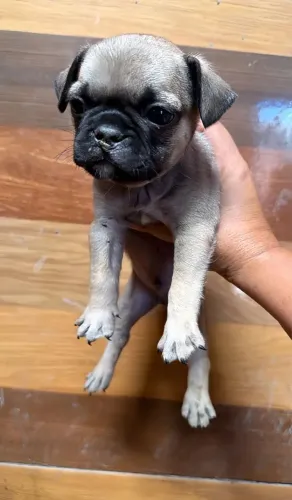 Pug Um filhote que combina com qualquer pessoa