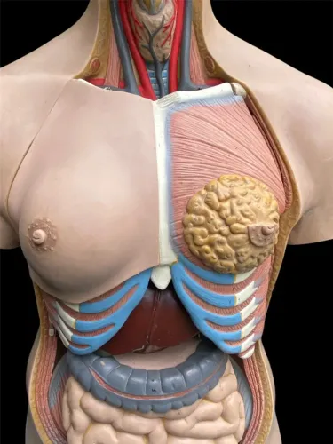 Torso Humano Anatômico De 85 Cm Em 11 Partes