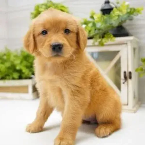 Compre seu Golden com quem entende da raça. Me chama no WhatsApp