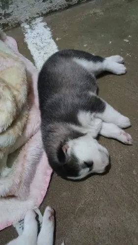 Husky siberiano