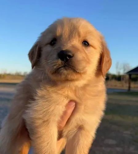 Golden Um cachorrinho com jeitinho de lar e coração quentinho
