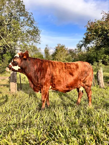 Vaca Braford