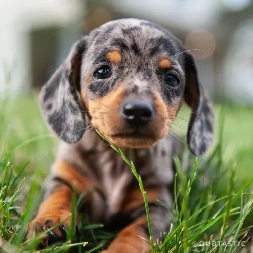 basset daschund pronta entrega lindos filhotes de biwer 