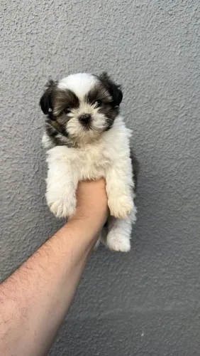 Macho de ShihTzu disponível para venda. Super pequeno.
