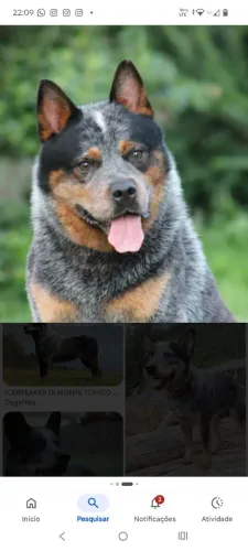 Australian Cattle Dog
